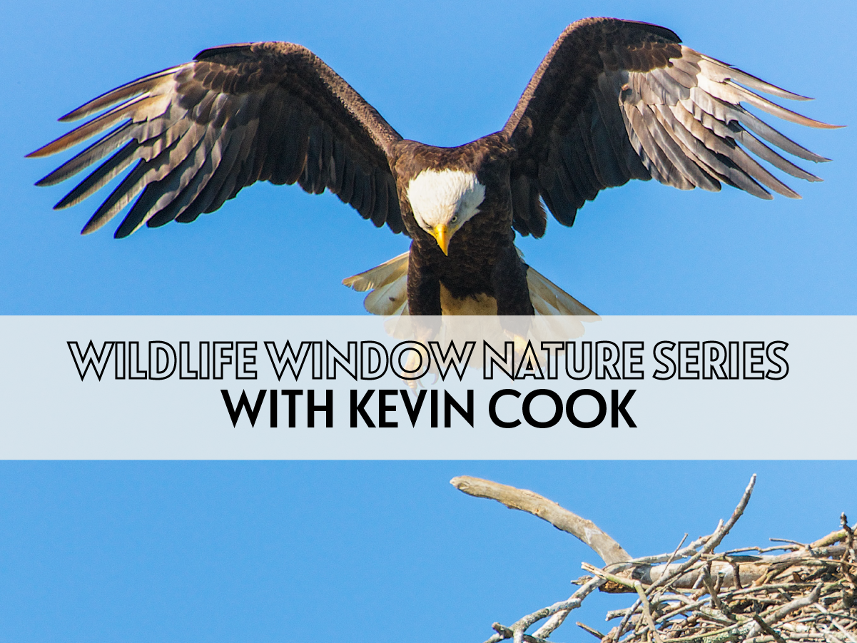 Flying Eagle, Wildlife Window Nature Series With Kevin Cook